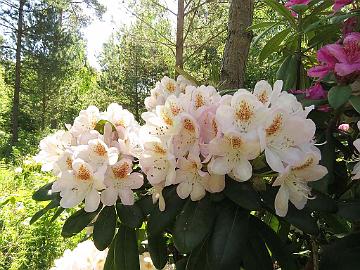 IMG_5772_HeluBlueB-05_Pernilla_1024px Rhododendron 'Pernilla' ('Helsinki University' x 'Blue Bell'), a cross by Kristian Theqvist