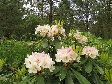 IMG_5778_HeluKenJ-02_Helsinki_University_x_Ken_Janeck_1024px Rhododendron 'Kyllikki' ('Helsinki University' x 'Ken Janeck'), a cross by Kristian Theqvist