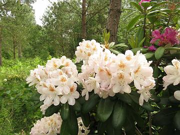 IMG_5781_HeluBlueB-05_Pernilla_1024px Rhododendron 'Pernilla' ('Helsinki University' x 'Blue Bell'), a cross by Kristian Theqvist