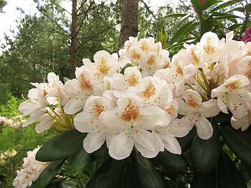 IMG_5783_HeluBlueB-05_Pernilla_1024px Rhododendron 'Pernilla' ('Helsinki University' x 'Blue Bell'), a cross by Kristian Theqvist