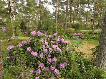 IMG_5794_Catawbiense_Grandiflorum_1024px Rhododendron 'Catawbiense Grandiflorum'