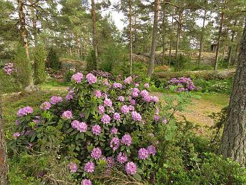 IMG_5794_Catawbiense_Grandiflorum_1024px Rhododendron 'Catawbiense Grandiflorum'