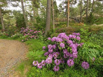 IMG_5795_Purpureum_Grandiflorum_1024px Rhododendron 'Purpureum Grandiflorum'