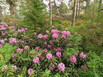 IMG_5796_Roseum_Elegans_1024px Rhododendron 'Roseum Elegans'