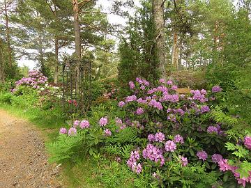 IMG_5797_Catawbiense_Grandiflorum_1024px Rhododendron 'Catawbiense Grandiflorum'