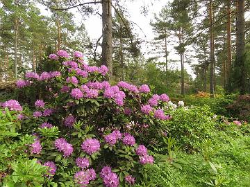 IMG_5798_Catawbiense_Boursault_1024px Rhododendron 'Catawbiense Boursault'