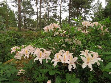 IMG_5821_Mt_Rīgas_Rododendrs_eq_Rīga_1024px Rhododendron 'Rīgas Rododendrs', a cultivar by Rihards Kondratovičs