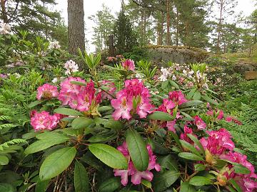 IMG_5822_Junifee_1024px Rhododendron 'Junifee'