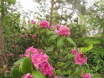 IMG_5824_Eino_1024px Rhododendron 'Eino'
