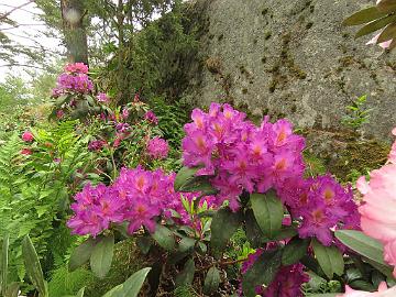 IMG_5826_Libretto_1024px Rhododendron 'Libretto'