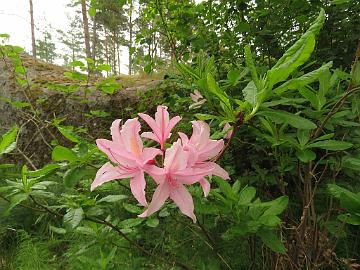 IMG_5827_Irene_Koster_1024px Rhododendron 'Irene Koster'