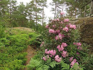 IMG_5828_smirnowii_1024px Rhododendron smirnowii