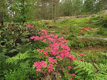 IMG_5832_Rosalind_1024px Rhododendron 'Rosalind'