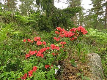 IMG_5833_Satschiko_1024px Rhododendron 'Satschiko'