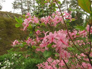 IMG_5837_prinophyllum_OJ_2002-0058_1024px Rhododendron prinophyllum