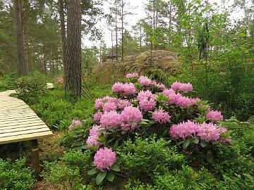 IMG_5838_Dietrich_1024px Rhododendron 'Dietrich'