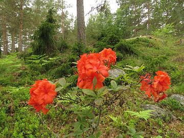 IMG_5842_Aprikot_1024px Rhododendron 'Aprikot'