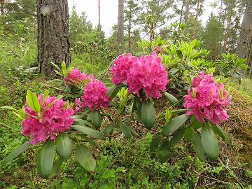 IMG_5847_Eino_1024px Rhododendron 'Eino'