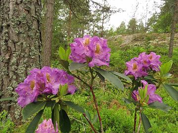 IMG_5849_Imants_sold_as_Feja_1024px Rhododendron 'Imants', a cultivar by Rihards Kondratovičs