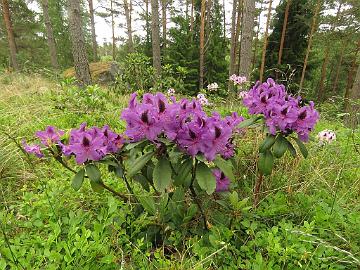 IMG_5851_Peter_Alan_1024px Rhododendron 'Peter Alan'