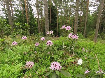 IMG_5853_Humboldt_1024px Rhododendron 'Humboldt'