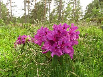 IMG_5868_Azurro_1024px Rhododendron 'Azurro'