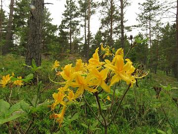 IMG_5872_luteum_Babitesta_1024px Rhododendron luteum