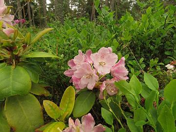 IMG_5878_Suvi_1024px Rhododendron 'Suvi'
