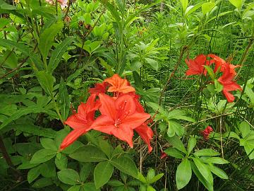 IMG_5887_molle_ssp_japonicum_x_Koster's_Brilliant_Red_Olli_Wuokko_2004_1024px Rhododendron molle ssp. japonicum x 'Koster's Brilliant Red', a cross by Olli Wuokko