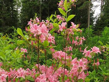 IMG_5891_prinophyllum_ARS410-05_tumma_1024px Rhododendron prinophyllum