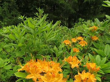 IMG_5893_calendulaceum_var_Molten_Lava_1024px Rhododendron calendulaceum ex 'Molten Lava'