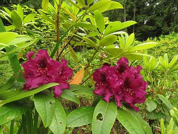 IMG_5896_Olin_O_Dobss_1024px Rhododendron 'Olin O. Dobbs'