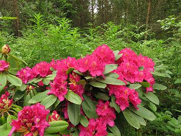 IMG_5898_Pearce's_American_Beauty_1024px Rhododendron 'Pearce's American Beauty'