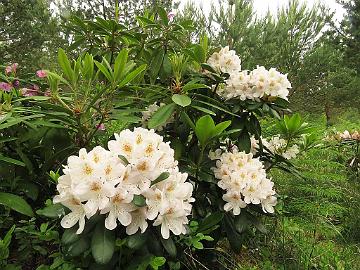 IMG_5902_HeluBlueB-05_Pernilla_1024px Rhododendron 'Pernilla' ('Helsinki University' x 'Blue Bell'), a cross by Kristian Theqvist