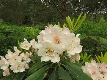 IMG_5905_HeluKenJ-02_Helsinki_University_x_Ken_Janeck_1024px Rhododendron 'Kyllikki' ('Helsinki University' x 'Ken Janeck'), a cross by Kristian Theqvist