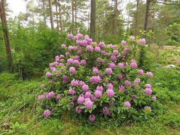 IMG_5919_Catawbiense_Grandiflorum_1024px Rhododendron 'Catawbiense Grandiflorum'
