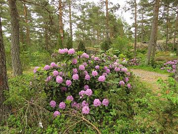 IMG_5920_Catawbiense_Grandiflorum_1024px Rhododendron 'Catawbiense Grandiflorum'