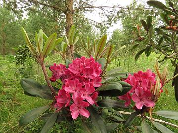 IMG_6155_maximum_red_form_RHS_99059-03 Rhododendron maximum red form