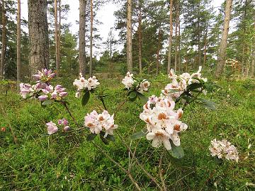 IMG_6174_Mrs_TH_Lowinsky_1024pix Rhododendron 'Mrs. T.H. Lowinsky'
