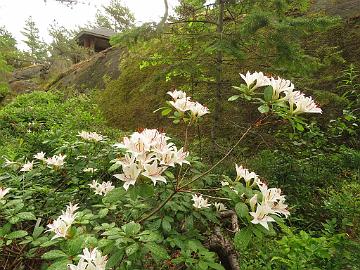 IMG_6177_arborescens_1024pix Rhododendron arborescens