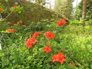 IMG_6178_cumberlandense_1024pix Rhododendron cumberlandense