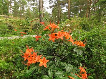 IMG_6179_cumberlandense_1024pix Rhododendron cumberlandense