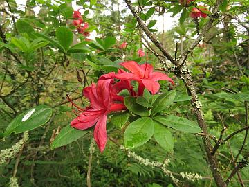 IMG_6182_Karminnduf_1024pixt Rhododendron 'Karminduft'