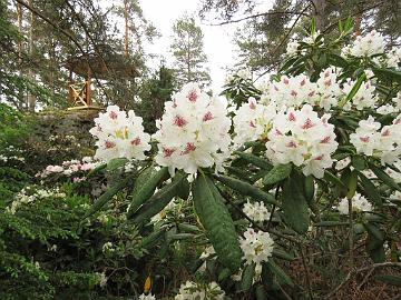 IMG_6817_PMA_Tigerstedt_1024px Rhododendron 'P.M.A. Tigerstedt'