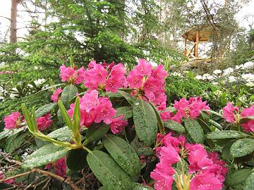 IMG_6819_Raisa_1024px Rhododendron 'Raisa'