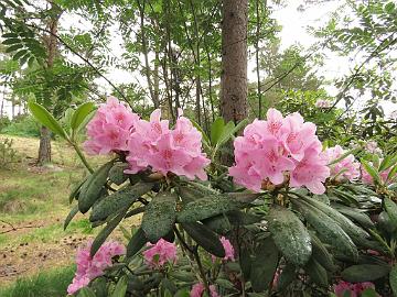 IMG_6821_Helsinki_University_1024px Rhododendron 'Helsinki University'