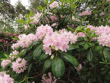 IMG_6823_Pekka_1024px Rhododendron 'Pekka'