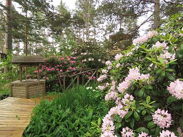 IMG_6824_Pekka_and_Haaga_1024px Rhododendron 'Pekka' in Rhodogarden