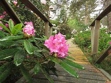 IMG_6825_Haaga_1024px Rhododendron 'Haaga'