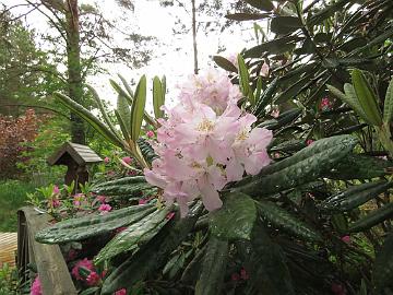 IMG_6826_Mikkeli_1024px Rhododendron 'Mikkeli'